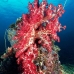 coral_soft_ni_v_0705_png1623.jpg